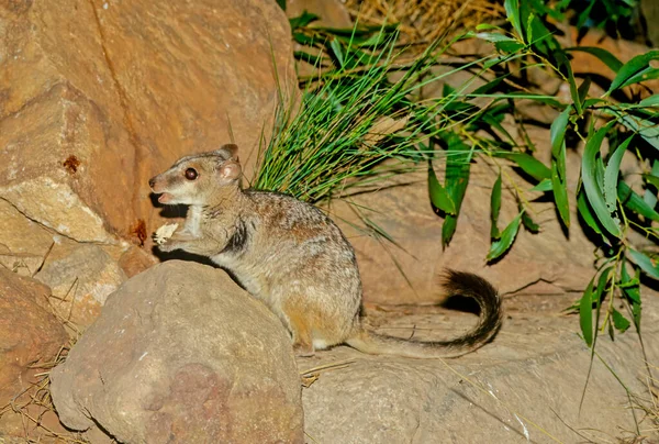 Nabarleks Petrogale Concinna Tiny Species Macropod Found Northern Australia — Fotografia de Stock