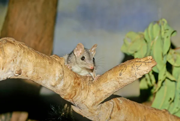 Brush Tailed Phascogale Phascogale Tapoatafa Also Known Its Australian Native — Stock fotografie