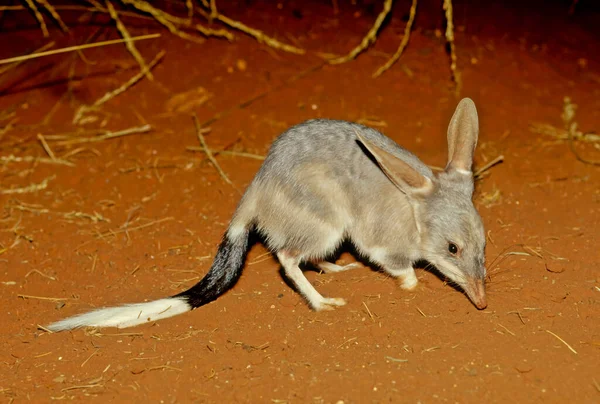 Macrotis Genus Desert Dwelling Marsupial Omnivores Known Bilbies Rabbit Bandicoots — Stockfoto
