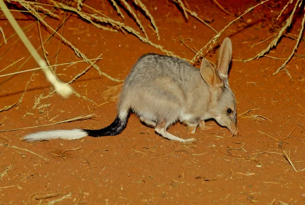 Macrotis Genus Desert Dwelling Marsupial Omnivores Known Bilbies Rabbit Bandicoots — Fotografia de Stock