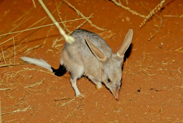 Macrotis Genus Desert Dwelling Marsupial Omnivores Known Bilbies Rabbit Bandicoots — Stock Fotó