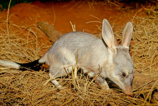 Macrotis Genus Desert Dwelling Marsupial Omnivores Known Bilbies Rabbit Bandicoots — Zdjęcie stockowe