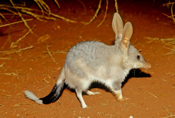 Macrotis Genus Desert Dwelling Marsupial Omnivores Known Bilbies Rabbit Bandicoots — ストック写真