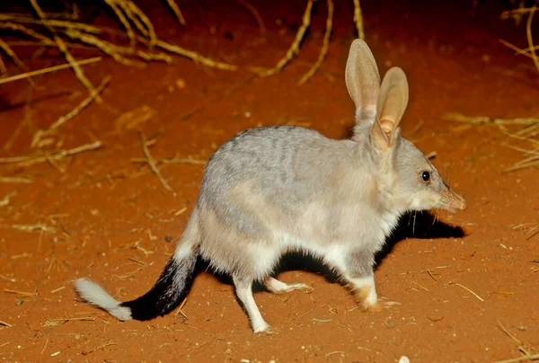 Macrotis is a genus of desert-dwelling marsupial omnivores known as bilbies or rabbit-bandicoots; they are members of the order Peramelemorphia