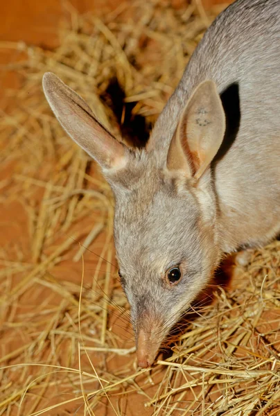 Macrotis Genus Desert Dwelling Marsupial Omnivores Known Bilbies Rabbit Bandicoots — Stock Photo, Image