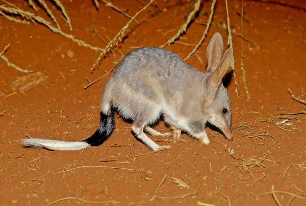 Macrotis Genus Desert Dwelling Marsupial Omnivores Known Bilbies Rabbit Bandicoots 图库图片