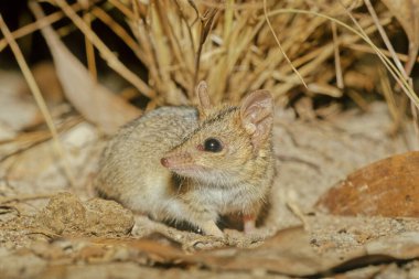 The red-cheeked dunnart (Sminthopsis virginiae) is so called because of the distinctive red hair on its cheek.