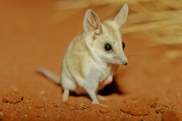The fat-tailed dunnart (Sminthopsis crassicaudata) is a species of mouse-like marsupial of the Dasyuridae, the family that includes the little red kaluta, quolls, and the Tasmanian devil.