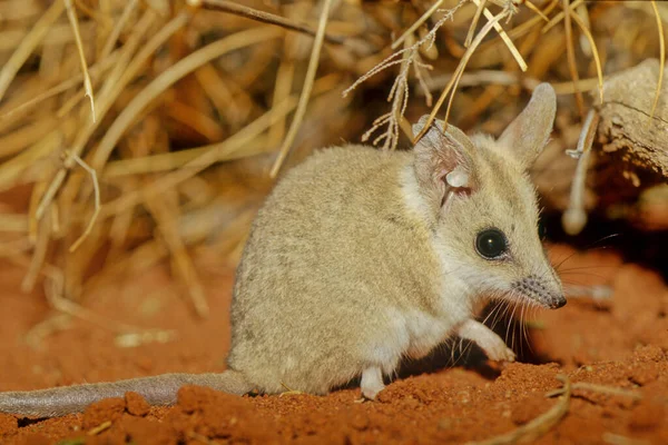 Fat Tailed Dunnart Sminthopsis Crassicaudata Species Mouse Marsupial Dasyuridae Family — Zdjęcie stockowe