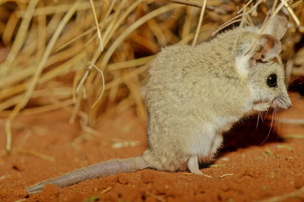 Fat Tailed Dunnart Sminthopsis Crassicaudata Species Mouse Marsupial Dasyuridae Family — Zdjęcie stockowe