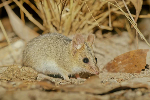 Red Cheeked Dunnart Sminthopsis Virginiae Called Because Distinctive Red Hair — Foto de Stock