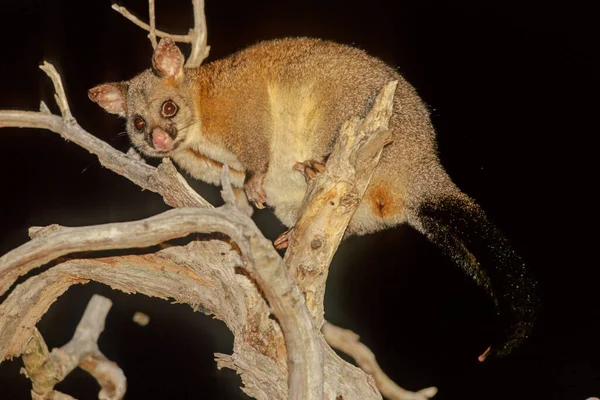 Opossum Comune Trichosurus Vulpecula Dal Greco Coda Pelosa Latino Volpe — Foto Stock