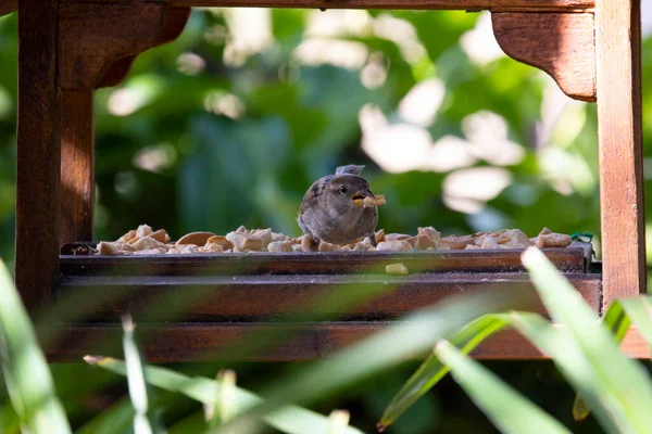 House Sparrow Passer Domesticus Bird Sparrow Family Passeridae Found Most — Stock Photo, Image