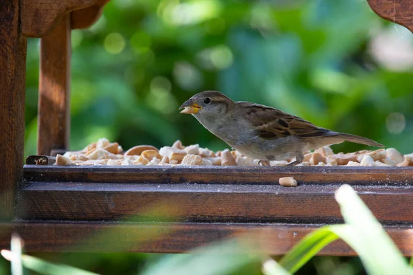 House Sparrow Passer Domesticus Bird Sparrow Family Passeridae Found Most — Stock Photo, Image