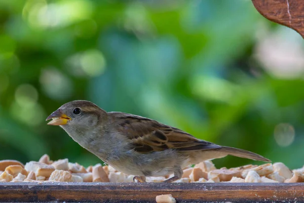 House Sparrow Passer Domesticus Bird Sparrow Family Passeridae Found Most — Stock Photo, Image