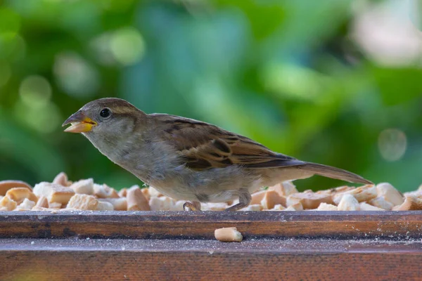 Der Haussperling Passer Domesticus Ist Ein Vogel Der Familie Passeridae — Stockfoto