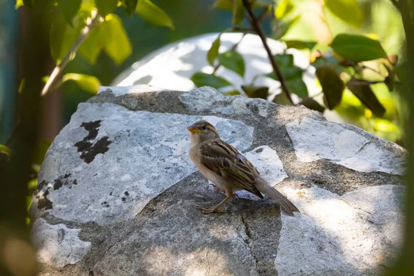 Σπίτι Σπουργίτι Passer Domesticus Είναι Ένα Πουλί Της Οικογένειας Σπουργίτια — Φωτογραφία Αρχείου