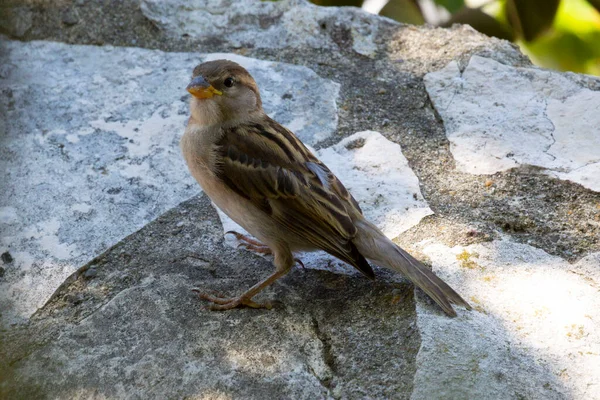 Moineau Domestique Passer Domesticus Est Oiseau Famille Des Passeridae — Photo