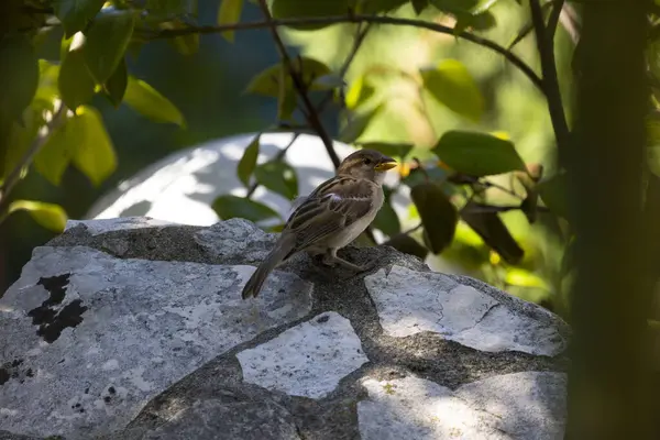 Σπίτι Σπουργίτι Passer Domesticus Είναι Ένα Πουλί Της Οικογένειας Σπουργίτια — Φωτογραφία Αρχείου