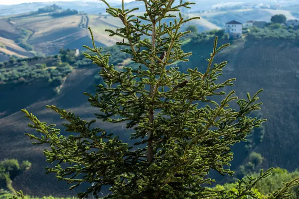 Atessa Kommun Provinsen Chieti Abruzzo Sydöstra Italien — Stockfoto