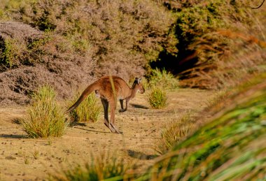 Doğu gri kangurusu (Macropus giganteus) Avustralya 'nın doğusunda bulunan ve birkaç milyon nüfusa sahip bir keseli hayvandır..