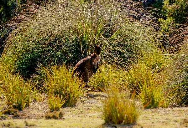 Canguru Cinzento Ocidental Macropus Fuliginosus Também Conhecido Como Canguru Gigante — Fotografia de Stock