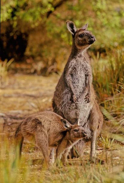 Canguru Cinzento Ocidental Macropus Fuliginosus Também Conhecido Como Canguru Gigante — Fotografia de Stock