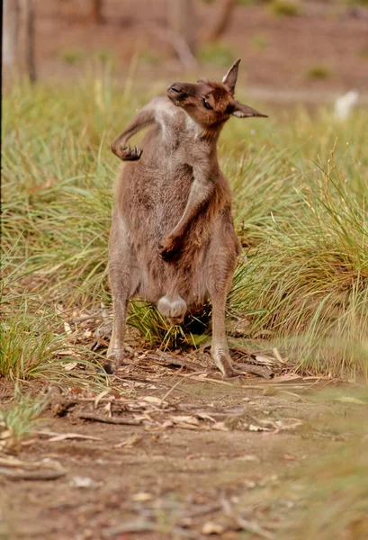 Kangourou Gris Occidental Macropus Fuliginosus Également Appelé Kangourou Géant Gris — Photo