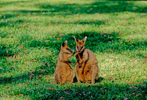 Wallaby Wallabia Bicolor Pequeno Macrópode Marsupial Leste Austrália — Fotografia de Stock