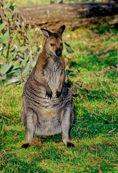 Vörös Nyakú Wallaby Vagy Bennett Féle Wallaby Notamacropus Rufogriseus — Stock Fotó