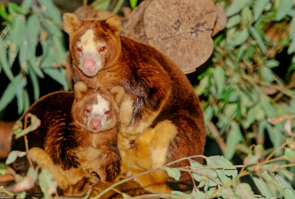 马奇袋鼠 Matschie Tree Kangaroo 简称Dendrolagus Matschiei 也被称为胡恩树袋鼠 Huon Tree Kangaroo — 图库照片