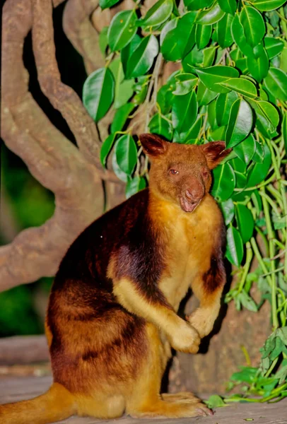 Matschie Boomkangoeroe Dendrolagus Matschiei Een Kangoeroe Die Voorkomt Het Schiereiland — Stockfoto