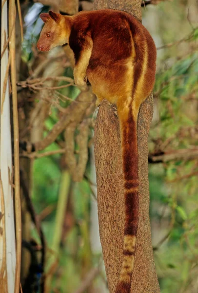 Dendrolagus Matschiei Також Відомий Huon Tree Kangaroo Дерево Кенгуру Росте — стокове фото