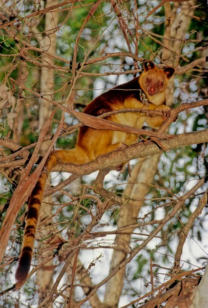 马奇袋鼠 Matschie Tree Kangaroo 简称Dendrolagus Matschiei 也被称为胡恩树袋鼠 Huon Tree Kangaroo — 图库照片