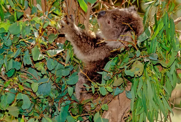 考拉熊 或不准确地说 考拉熊 Phascolarctos Cinereus 是原产于澳大利亚的一种植物食草动物 — 图库照片