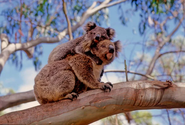 Coala Phascolarctos Cinereus Marsupial Herbívoro Arbóreo Nativo Austrália — Fotografia de Stock
