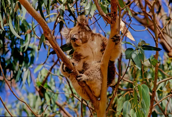 Koala Vagy Pontatlanul Koala Medve Phascolarctos Cinereus Egy Fás Növényevő — Stock Fotó