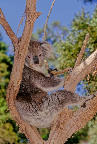 Koala Nebo Nesprávně Medvěd Koala Phascolarctos Cinereus Býložravý Marsupiální Původem — Stock fotografie