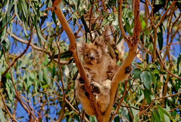 Coala Phascolarctos Cinereus Marsupial Herbívoro Arbóreo Nativo Austrália — Fotografia de Stock