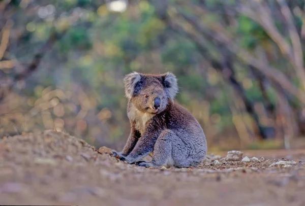 Coala Phascolarctos Cinereus Marsupial Herbívoro Arbóreo Nativo Austrália — Fotografia de Stock