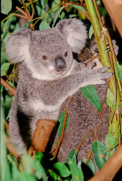 Koala Vagy Pontatlanul Koala Medve Phascolarctos Cinereus Egy Fás Növényevő — Stock Fotó