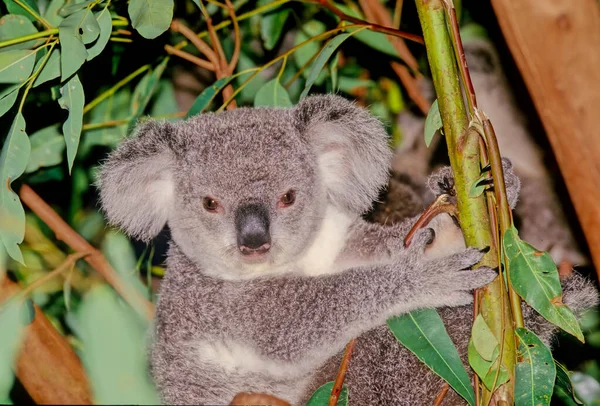 Koala Phascolarctos Cinereus Een Buidelbeer Uit Australië — Stockfoto