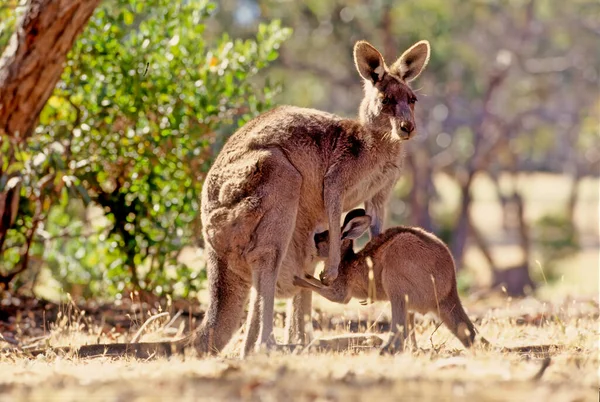 Canguro Gris Oriental Macropus Giganteus Marsupial Que Encuentra Tercio Oriental — Foto de Stock