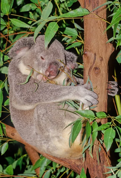 Oso Koala Phascolarctos Cinereus Marsupial Herbívoro Arbóreo Nativo Australia — Foto de Stock