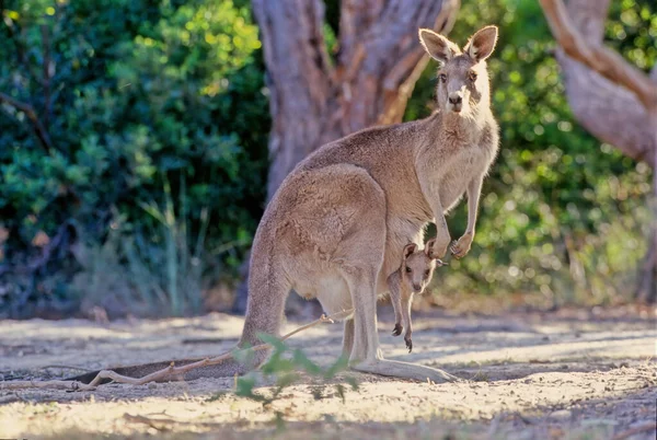 Canguru Cinzento Oriental Macropus Giganteus Marsupial Encontrado Terço Oriental Austrália — Fotografia de Stock