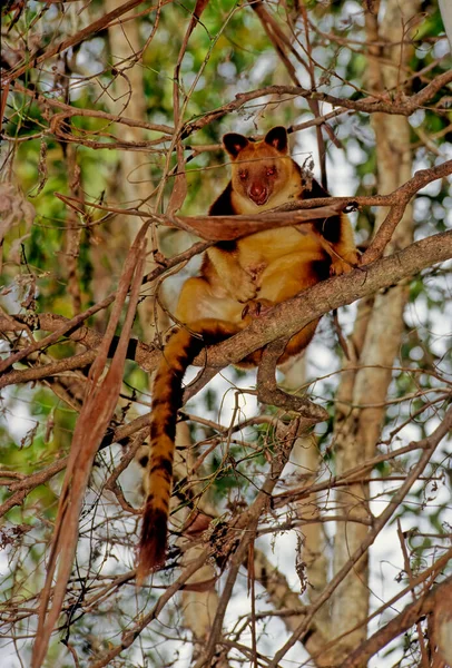 马奇袋鼠 Matschie Tree Kangaroo 简称Dendrolagus Matschiei 也被称为胡恩树袋鼠 Huon Tree Kangaroo — 图库照片#