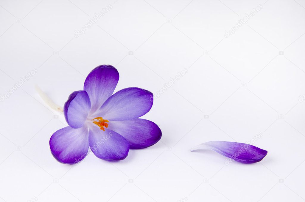 Crocus flower