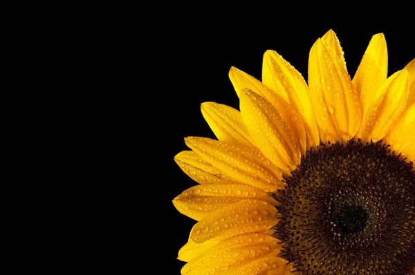 Sonnenblume — Stockfoto