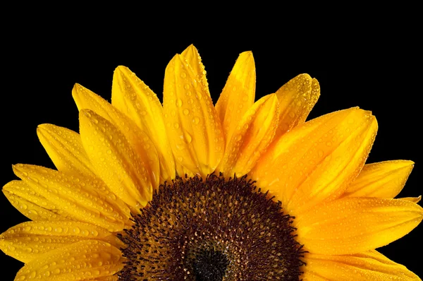 Sunflower — Stock Photo, Image