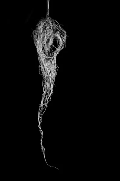 bir bitkinin kökleri